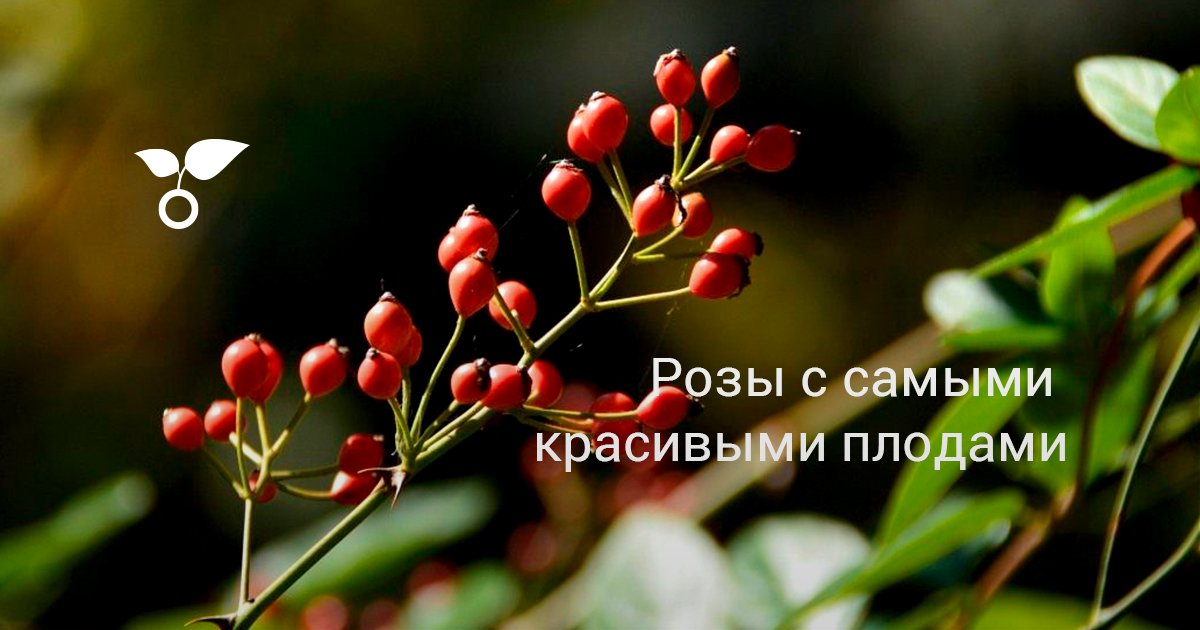 Розы с самыми красивыми плодами