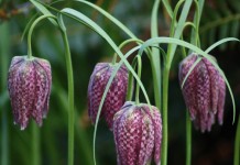 Рябчик шахматный (Fritillaria meleagris)
