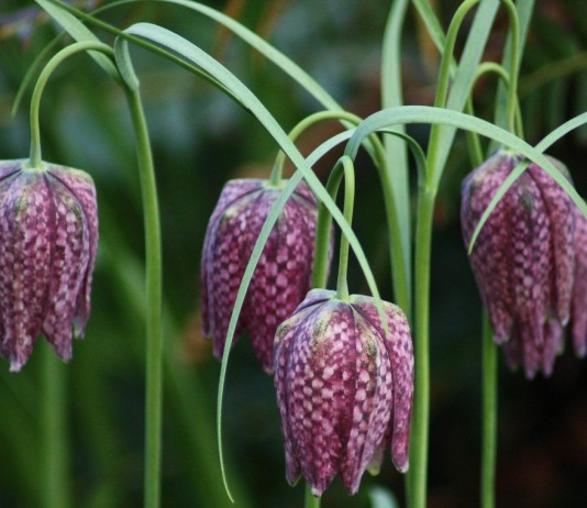 Рябчик шахматный (Fritillaria meleagris)