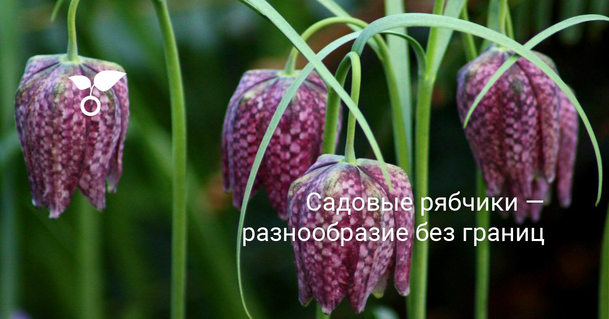 Садовые рябчики — разнообразие без границ