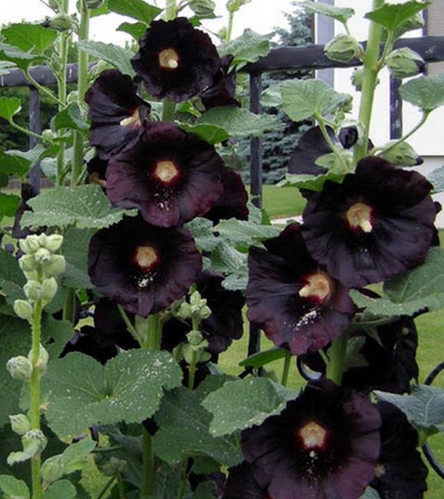 Штокроза «Нигра» (Alcea rosea 'Nigra') Штокроза «Нигра» (Alcea rosea 'Nigra')