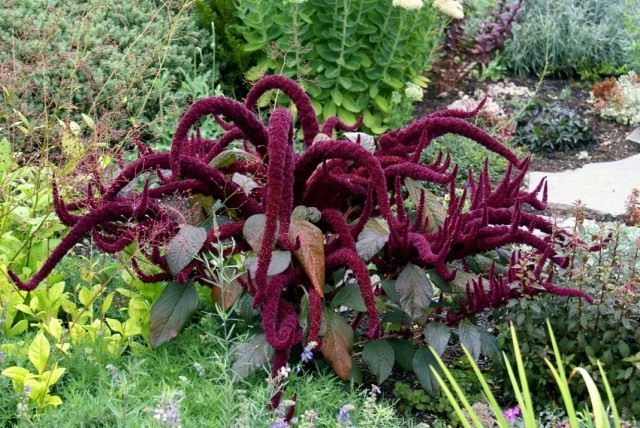 Амарант метельчатый 'Oeschberg' (Amaranthus paniculatus 'Oeschberg') Амарант метельчатый 'Oeschberg' (Amaranthus paniculatus 'Oeschberg')