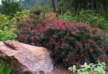 Барбарис Тунберга (Berberis thunbergii)