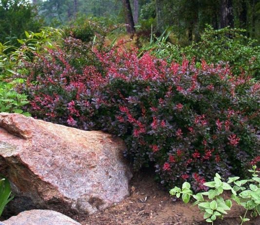 Барбарис Тунберга (Berberis thunbergii)