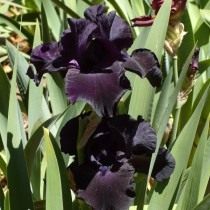 Ирис 'Black Suited' (Iris 'Black Suited') Ирис 'Black Suited' (Iris 'Black Suited')
