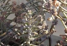 Бриофиллум трубкоцветный (Bryophyllum delagoense)
