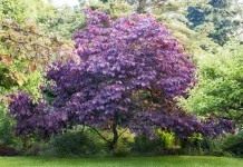 Багрянник канадский, или Церцис канадский (Cercis canadensis)