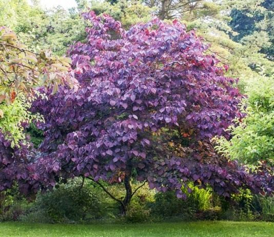 Багрянник канадский, или Церцис канадский (Cercis canadensis)
