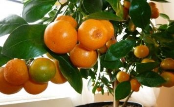 Мандариновое дерево (Citrus reticulata)