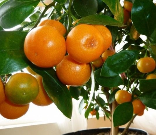 Мандариновое дерево (Citrus reticulata)