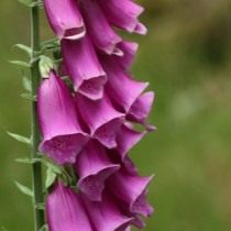 Наперстянка, или Дигиталис (Digitalis)