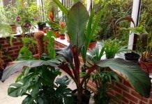 Абиссинский банан, или Энсета вздутая (Ensete ventricosum)
