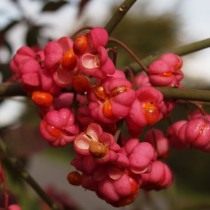 Бересклет (Euonymus)