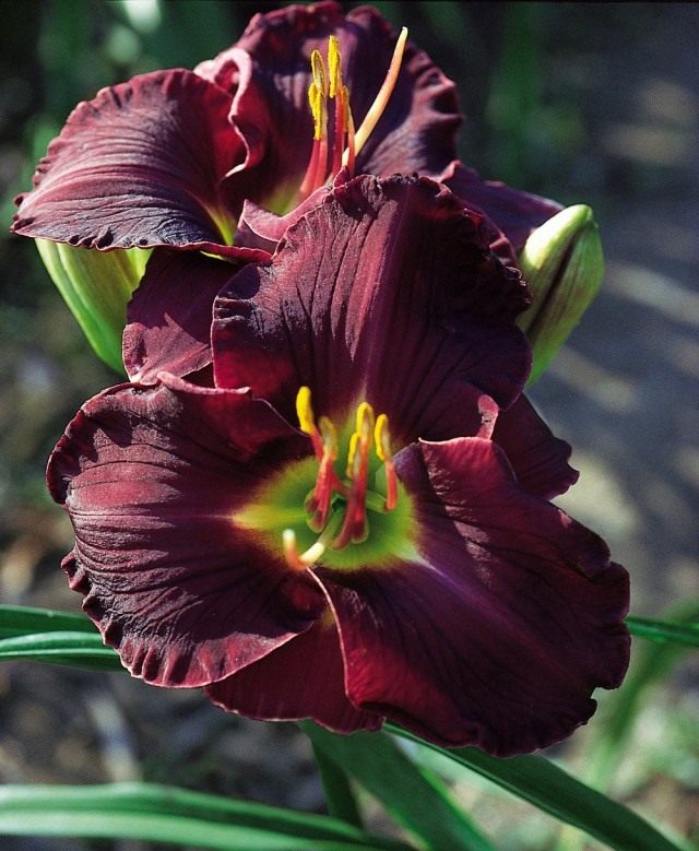 Лилейник 'Algebra of Darkness' (Hemerocallis 'Algebra of Darkness') Лилейник 'Algebra of Darkness' (Hemerocallis 'Algebra of Darkness')