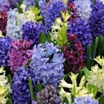 Гиацинт (Hyacinthus)