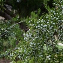 Можжевельник (Juniperus)