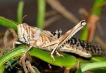 Перелётная саранча, или азиатская саранча (Locusta migratoria)