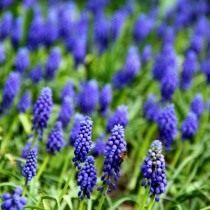 Мускари, или Мышиный гиацинт (Muscari)