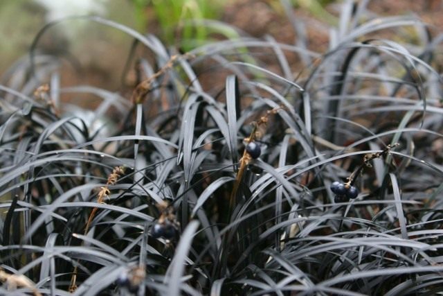 Офиопогон плоскострелый «Чернеющий» (Ophiopogon planiscapus 'Nigrescens') Офиопогон плоскострелый «Чернеющий» (Ophiopogon planiscapus 'Nigrescens')