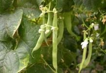 Фасоль обыкновенная (Phaseolus vulgaris)