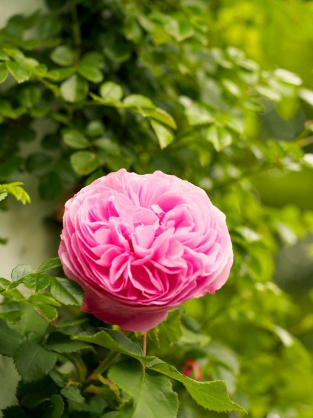 Роза «Королева Виктория» (Rosa 'Reine Victoria')