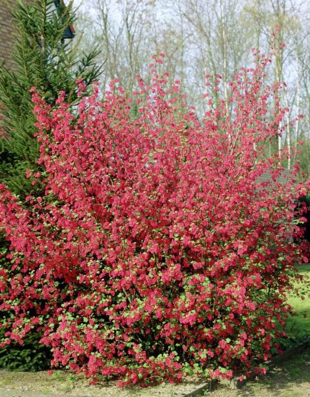 Смородина кроваво-красная (Ribes sanguineum) Смородина кроваво-красная (Ribes sanguineum)