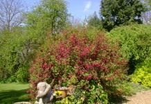 Смородина кроваво-красная (Ribes sanguineum)