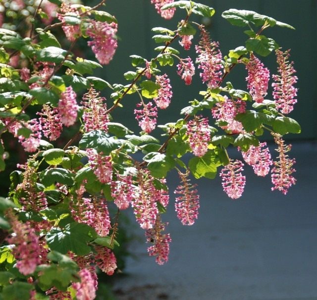 Смородина кроваво-красная (Ribes sanguineum) Смородина кроваво-красная (Ribes sanguineum)