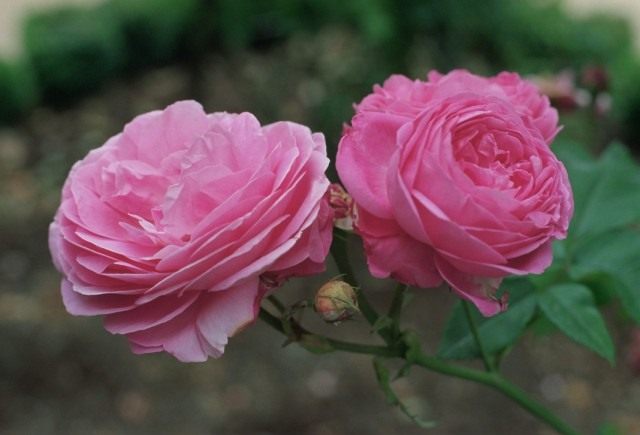 Роза «Луис Одье» (Rosa 'Louise Odier')