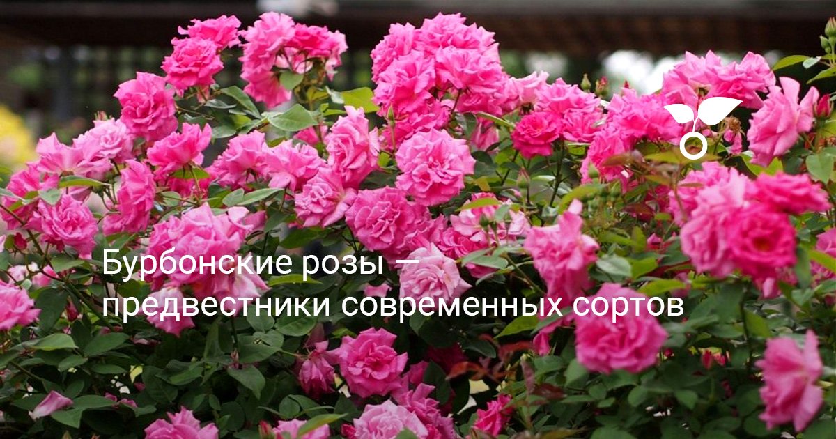 Бурбонские розы — предвестники современных сортов