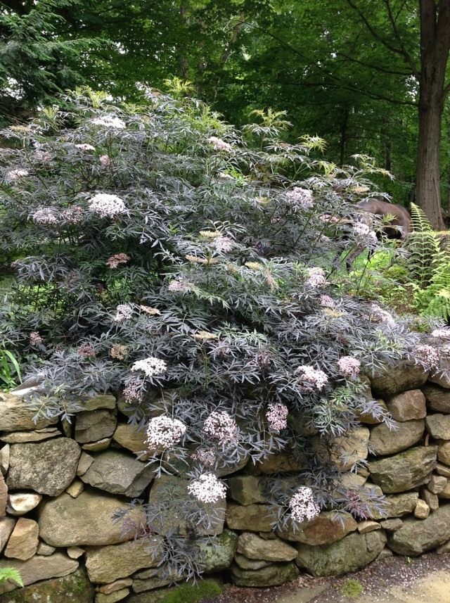 Бузина чёрная «Ева» (Sambucus nigra 'Eva') Бузина чёрная «Ева» (Sambucus nigra 'Eva')