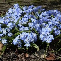 Пролеска, или Сцилла (Scilla)