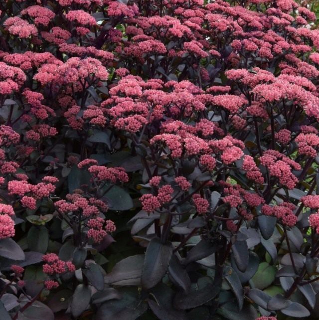 Очиток обыкновенный 'Purple Emperor' (Sedum telephium 'Purple Emperor') Очиток обыкновенный 'Purple Emperor' (Sedum telephium 'Purple Emperor')