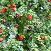 Тис ягодный (Taxus baccata)