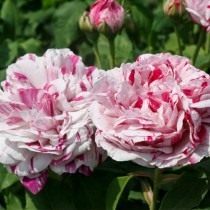 Бурбонская роза сорт 'Variegata di Bologna'
