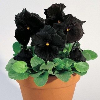 Фиалка Виттрока, или Виола Виттрока «Блэк Мун» (Viola wittrockiana 'Black Moon') Фиалка Виттрока, или Виола Виттрока «Блэк Мун» (Viola wittrockiana 'Black Moon')