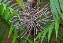 Асаи, или Эвтерпа овощная (Euterpe oleracea)
