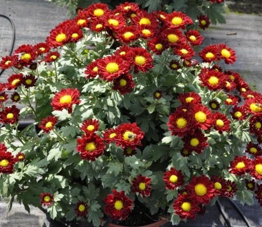 Красочные подушки комнатных хризантем - Красивоцветущие Комнатная хризантема
