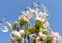 Клеродендрум (Clerodendrum)