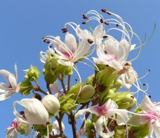 Клеродендрум — ароматное и грациозное чудо - Красивоцветущие Клеродендрум (Clerodendrum)