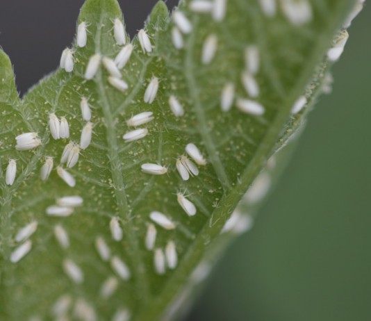 Белокрылка и меры борьбы с вредителем - Цветник и ландшафт Белокрылки, или Алейродиды (Aleyrodidae)