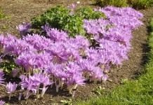 Безвременник (Colchicum)