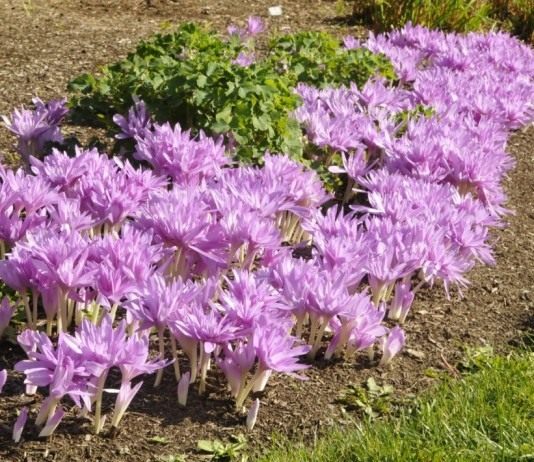 Безвременник (Colchicum)