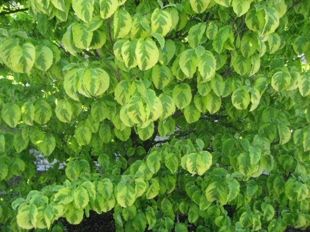 Дёрен белый, или Свидина белая (Cornus alba) Дёрен белый, или Свидина белая (Cornus alba)