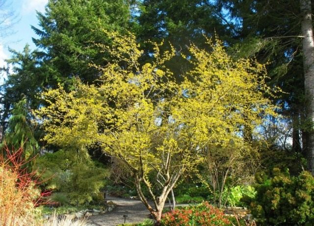Дёрен мужской, или Кизил обыкновенный,или Кизил мужской (Cornus mas) Дёрен мужской, или Кизил обыкновенный,или Кизил мужской (Cornus mas)