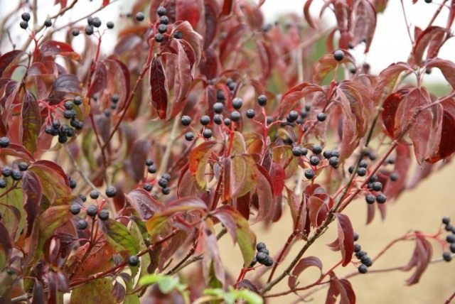 Дёрен красный, или Свидина кроваво-красная (Cornus sanguinea) Дёрен красный, или Свидина кроваво-красная (Cornus sanguinea)