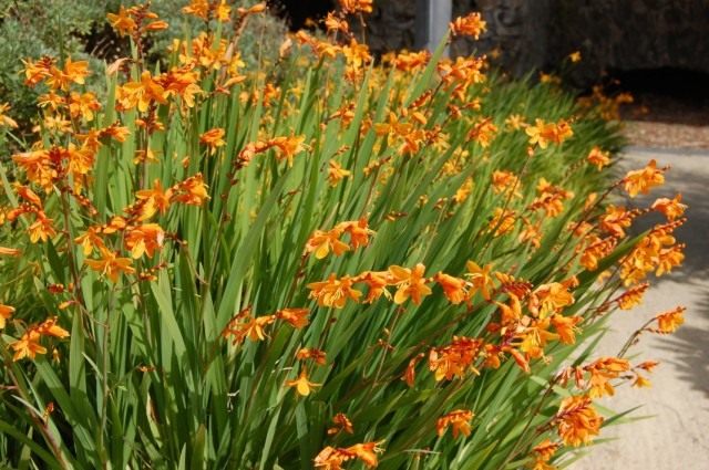 Крокосмия (Crocosmia), или Монтбреция (Montbretia)