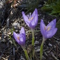 Шафран банатский, или Крокус банатский (Crocus banaticus) Шафран банатский, или Крокус банатский (Crocus banaticus)