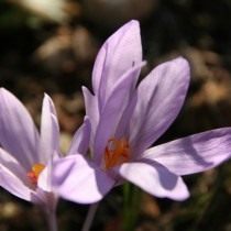 Шафран Палласа, или Крокус Палласа (Crocus pallasii) Шафран Палласа, или Крокус Палласа (Crocus pallasii)