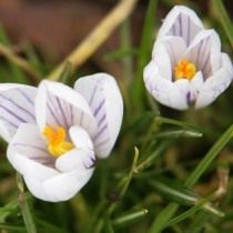Шафран хорошенький, или Крокус хорошенький (Crocus pulchellus) Шафран хорошенький, или Крокус хорошенький (Crocus pulchellus)